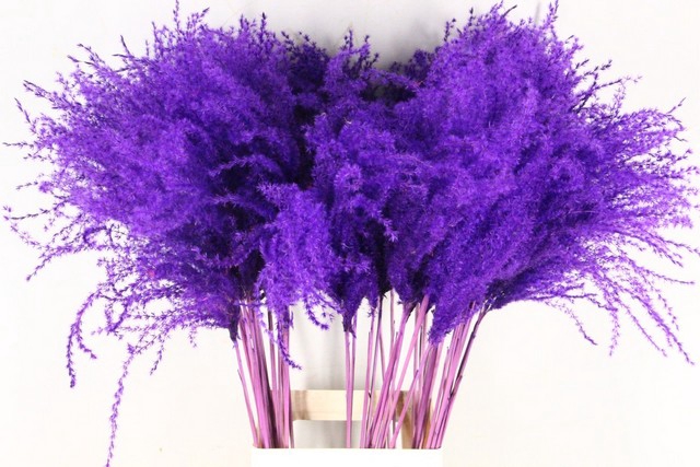 <h4>Dried miscanthus paint purple</h4>