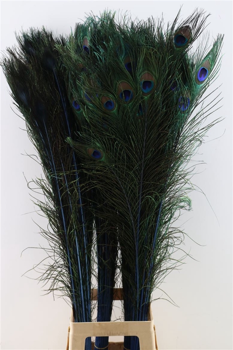 Feather Peacock L90-100 Naturel Dark Blue