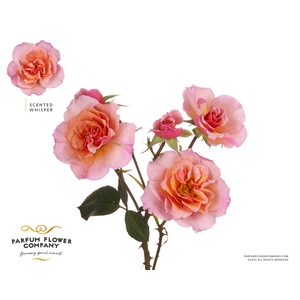 Rosa la garden whisper (scented)