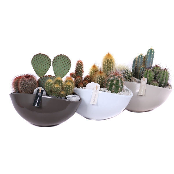 <h4>3x cactus 8,5 cm in gekleurde ovale schaal met grind, keien en etiket</h4>