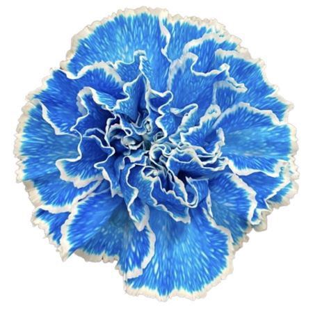 <h4>Dianthus st paint molly blue</h4>