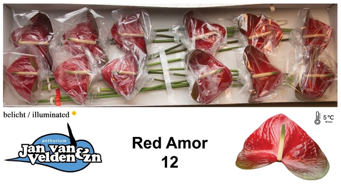 <h4>Anth Red Amor</h4>