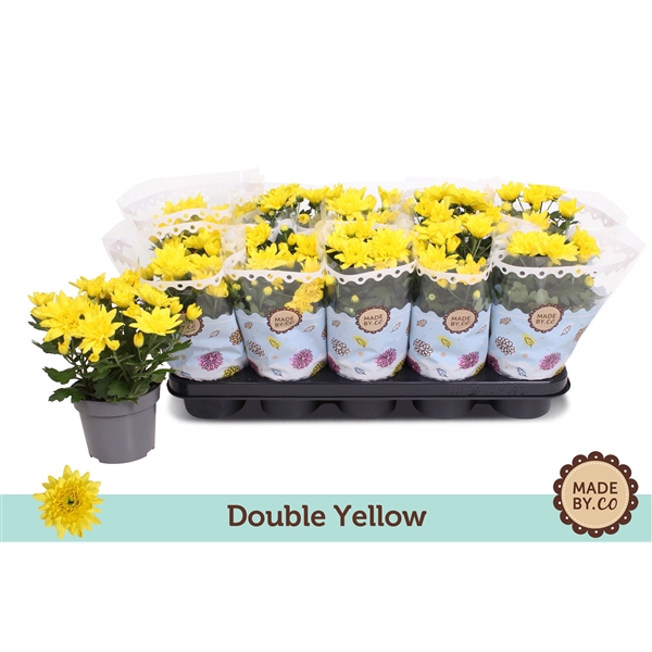 <h4>Chrysant Double Yellow</h4>