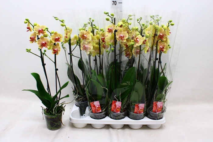 <h4>Phalaenopsis Floriclone Fancy Freck</h4>