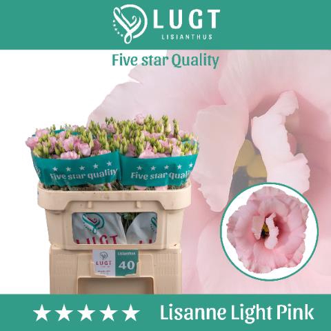 <h4>Lisianthus do lisanne light pink</h4>