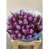 Tulp Expression