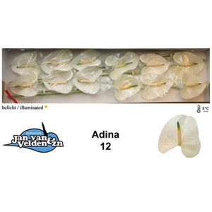 ANTH A ADINA X12 reduziert