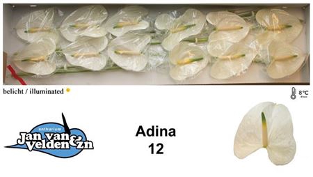 ANTH A ADINA X12 reduziert