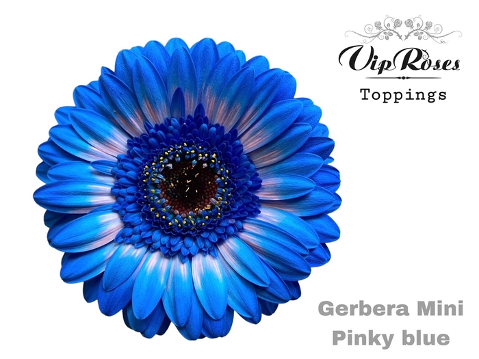 <h4>Germini paint pinky blue</h4>