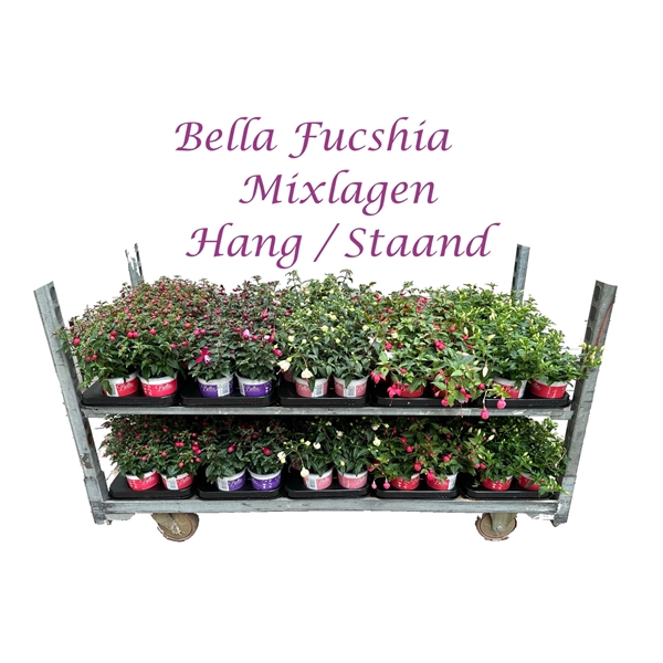 <h4>Bella Fuchsia Mixkar hang/staand (Mix per laag)</h4>