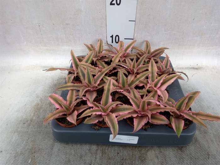 <h4>Cryptanthus bivittatus 'Pink Starl'</h4>