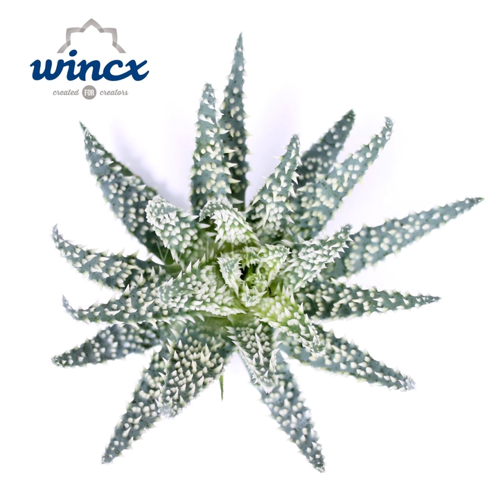 <h4>Aloe Humillis Cutflower Wincx-8cm</h4>