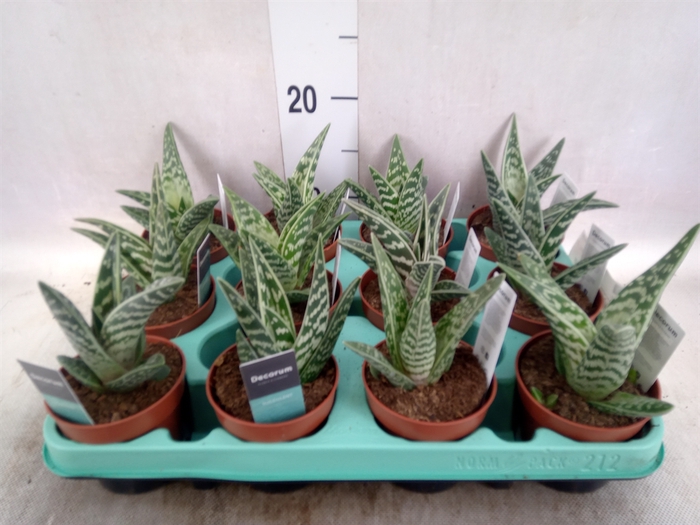 <h4>Aloe variegata</h4>
