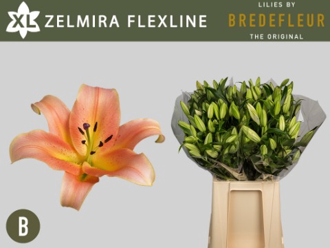 <h4>Lilium or zelmira</h4>