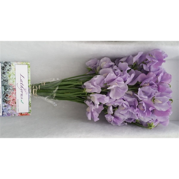 <h4>Lathyrus winter sunshine lavendel</h4>
