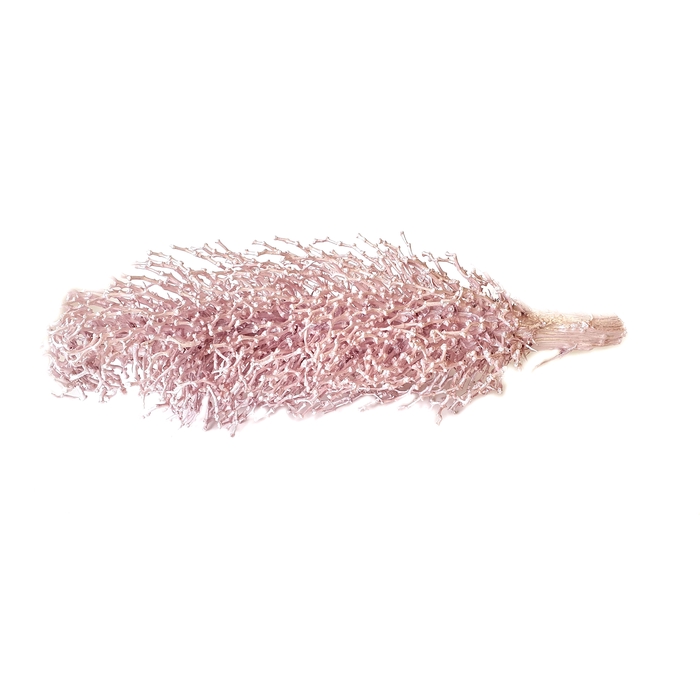 <h4>Torch Olympica Ø 15-20cm L50-60cm Small Pearl Pink</h4>