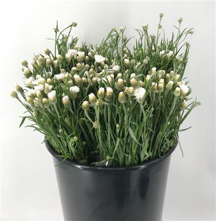 <h4>Centaurea White Ex Bianco</h4>
