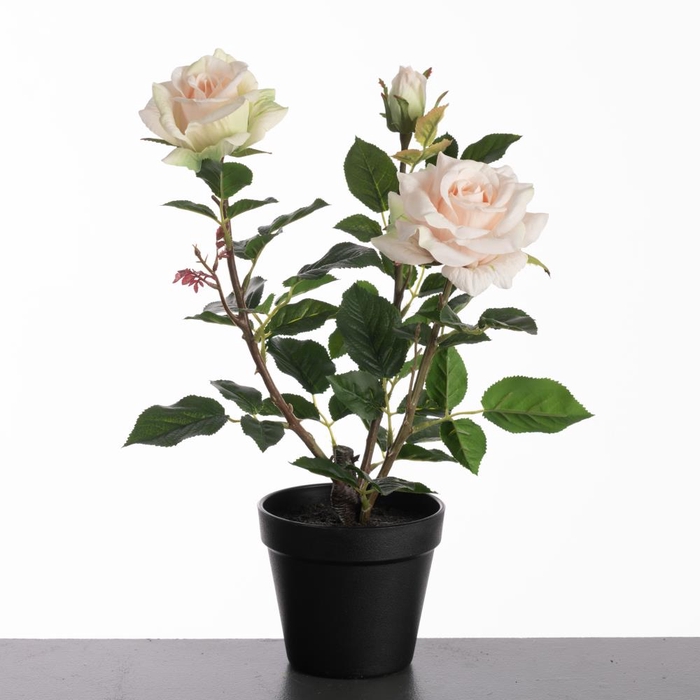 <h4>Af Rosa In Pot H40cm L.pink</h4>