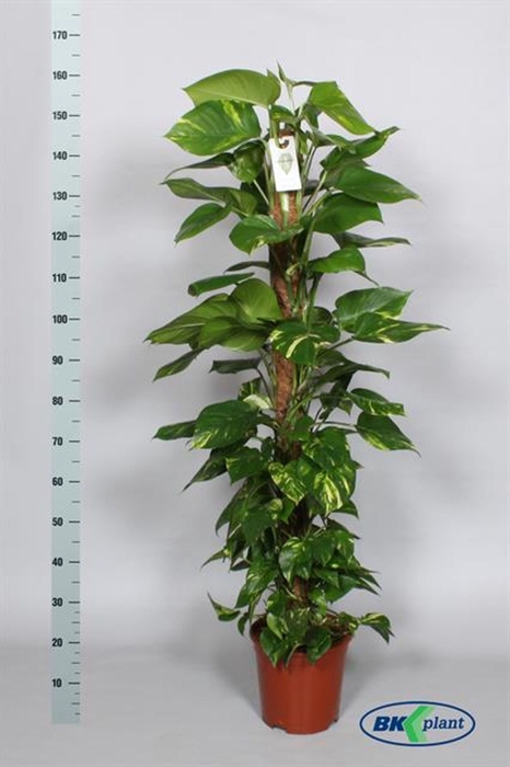 <h4>Epipremnum pinnatum mosstok</h4>