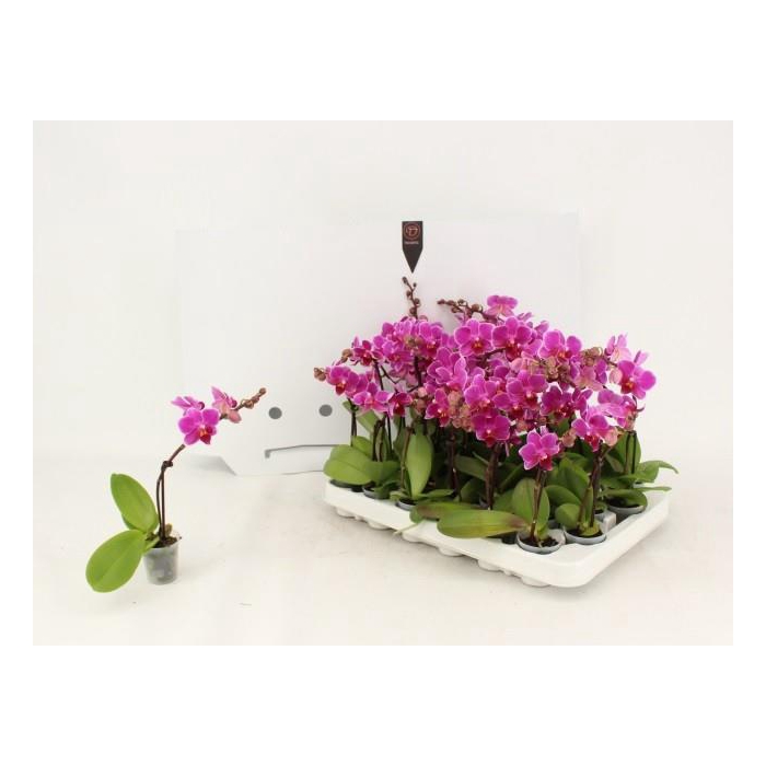 <h4>Phalaenopsis Mini 5Ø 15cm 1st 7fl</h4>
