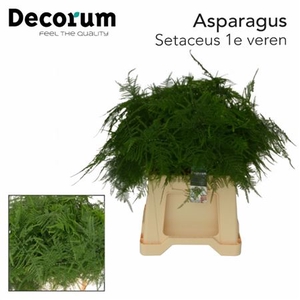 ASPARAGUS SETACEUS