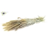 Setaria per bunch Frosted White