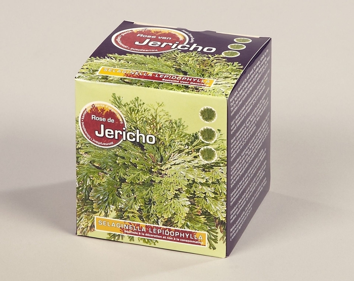 <h4>Selaginella lepidophylla  Jericho</h4>