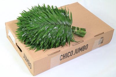 <h4>Leaf chico jumbo</h4>