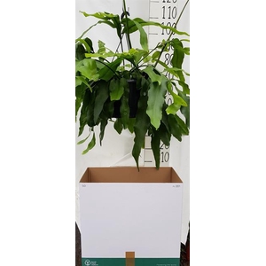 Epiphyllum 25Ø 70cm