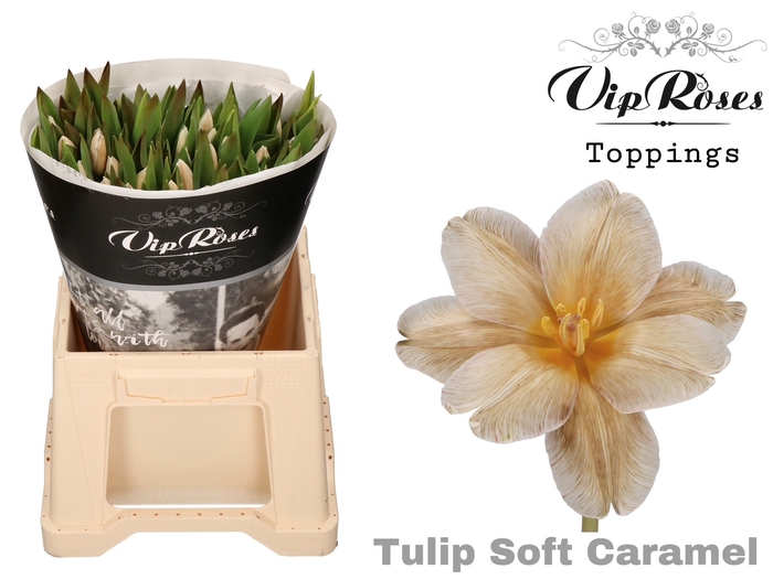 <h4>Tulipa si paint soft caramel</h4>
