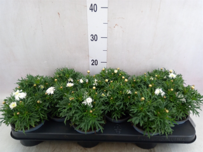 <h4>Argyranthemum  'La Rita Comp White'</h4>