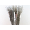 Dried Cortaderia Dadang Grey 100cm Per Stem