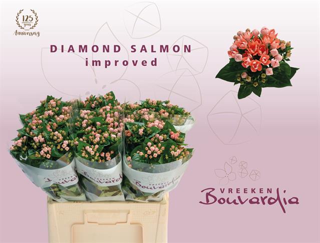 <h4>Bouvardia do diamond salmon improved</h4>