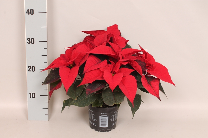 Poinsettia 13 cm Christmas Feelings® Merlot  (Donker Rood)