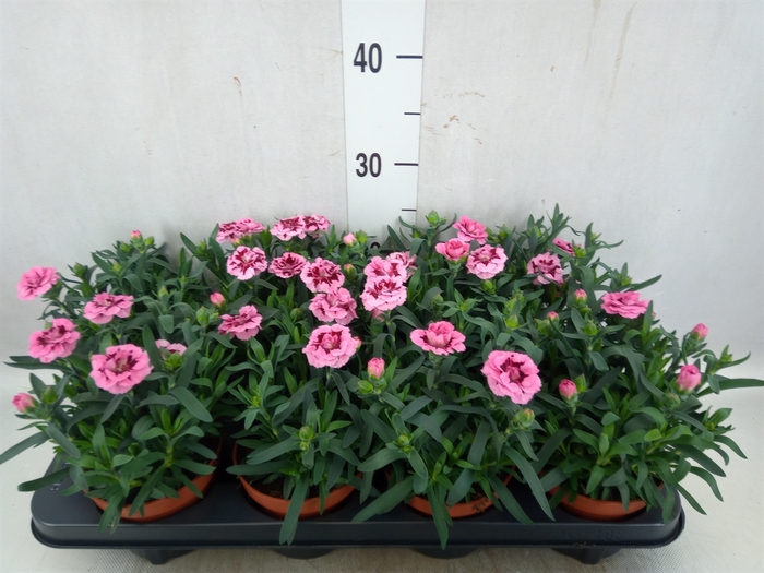 <h4>Dianthus  'Oscar Pink And Purple'</h4>