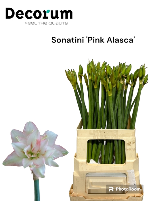 <h4>Sonatini 123 (double White-pink) 995</h4>