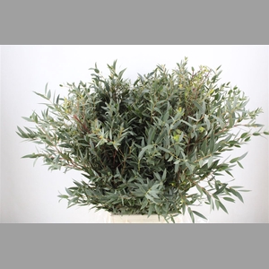 Euca Parvifolia 300gr P Bunch