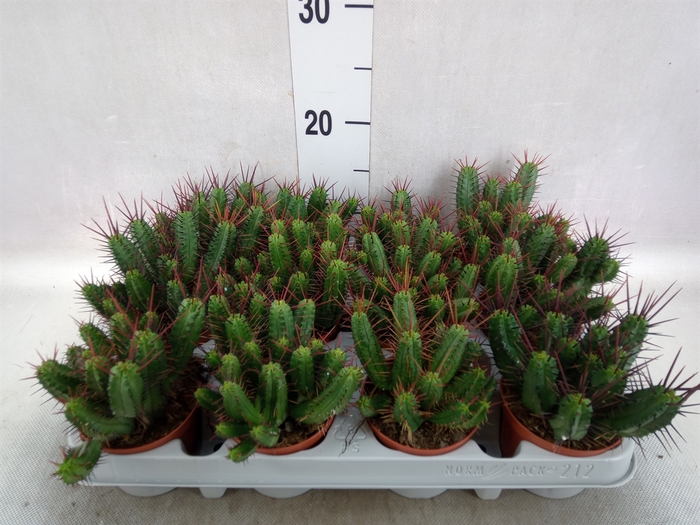 <h4>Euphorbia enopla</h4>