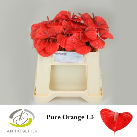 <h4>Anthurium pure orange</h4>