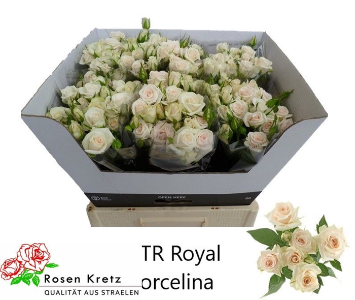<h4>Rs tr Royal Porcelina</h4>