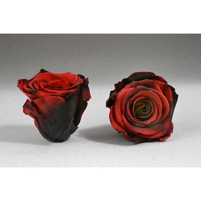 <h4>PRESERVED ROSES XL RED-03</h4>