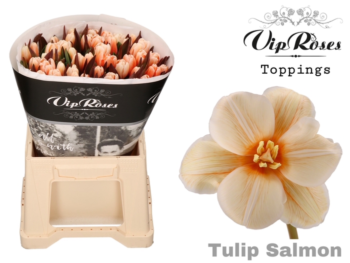 <h4>Tulipa si paint salmon</h4>