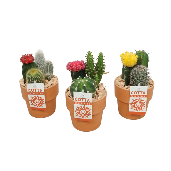 <h4>Cactus-Gymno arrangement in 10 cm 'Terracotta Kraagpot'</h4>