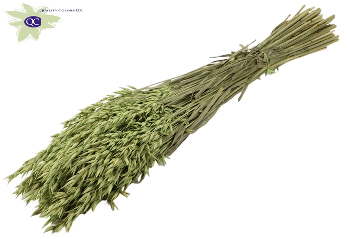 Avena per bunch frosted mint green