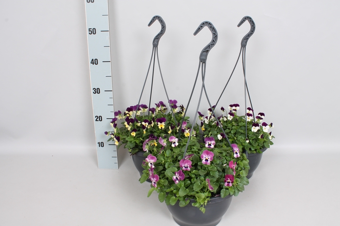 Hangpot 23 cm Viola cornuta Divers