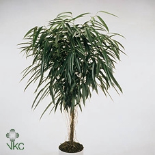 Ficus Alii King zuil P35 (NO GAP)