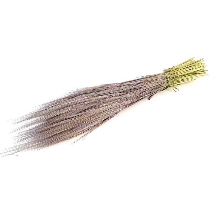 <h4>DRIED FLOWERS - HORDEUM FROSTED MILKA</h4>