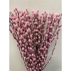 Salix Pussy Willow Pink
