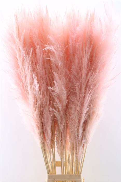 <h4>Dried Cortaderia Pastel Soft Pink 120cm P Stem</h4>