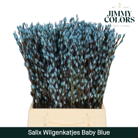 <h4>Salix paint pussy willow blue light</h4>